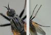 Empis tessellata
